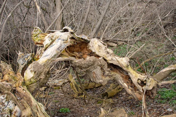 Árvores Doentes Ambiente Natural Apodrecem Desmoronam — Fotografia de Stock