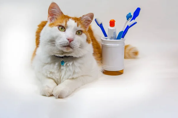 Beyaz arka planda beyaz-kırmızı kedi ve yakın bir bardakta diş fırçası