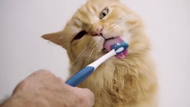 Zahnreinigung Einer Katze Hause Mit Einer Speziellen Paste Mit Aromatischen — Stockvideo