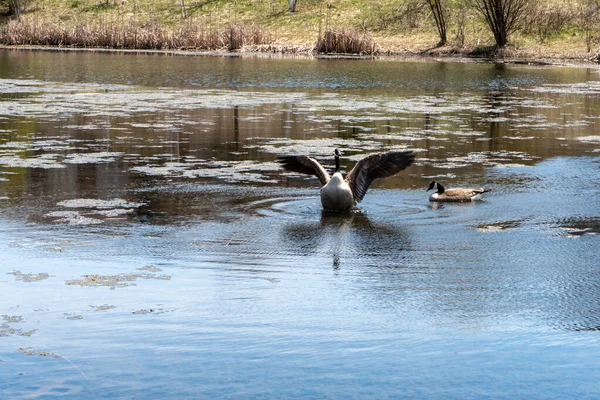 鹅在湖上张开翅膀 向雌鹅展示它的力量 — 图库照片