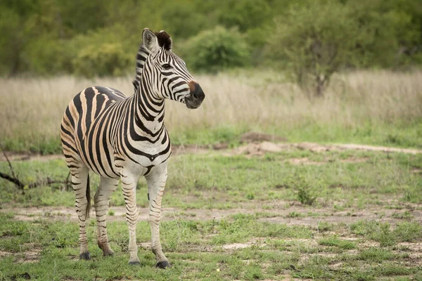 Egyedülálló felnőtt zebra álló — Stock Fotó