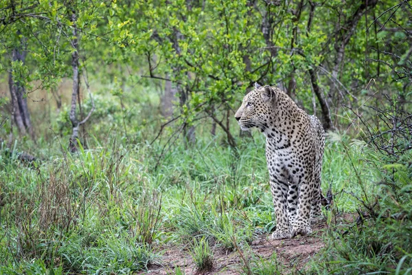 Bonito maduro leopardo masculino — Fotografia de Stock