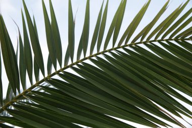 Mavi gökyüzünün arka planında yeşil palmiye yaprağı. Arkaplan, desen, doku, poster.