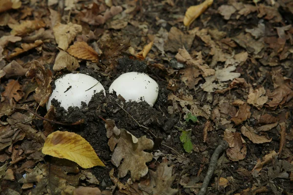 Dois Cogumelos Champinhons Floresta Contexto Folhagem Outono Amarela Grama Condições — Fotografia de Stock