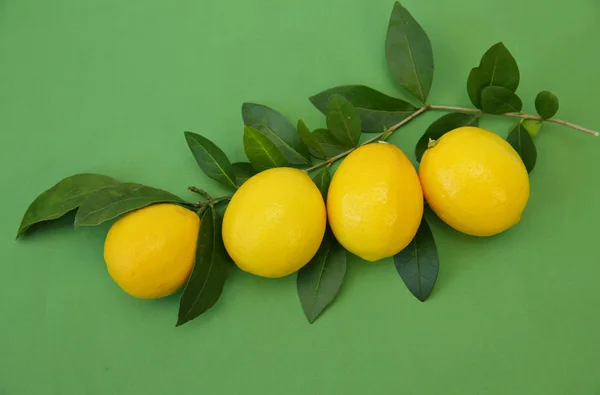 Saftiga Citroner Gren Med Gröna Blad Grön Bakgrund Ekologiska Frukter — Stockfoto