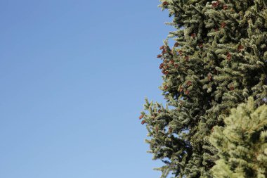 Mavi gökyüzü arka planında konileri olan ladin dalları. Doğal yeşil Noel, yeni yıl ve kış geçmişi. Metin için kopyalama alanı ile.