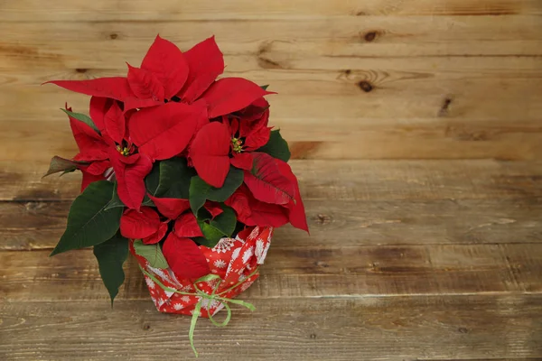 Red Beautiful Poinsettia Wooden Background Copy Space Text Christmas New — ストック写真