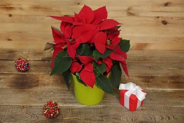 Rojo Hermoso Poinsettia Con Caja Regalo Roja Sobre Fondo Madera Imagen de stock