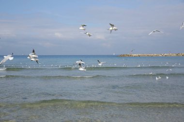 Mavi denizdeki martılar ve mavi gökyüzü