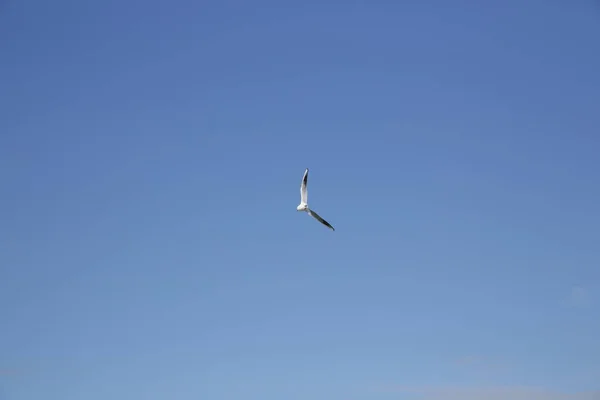 Gaviota Volando Cielo Azul Con Espacio Copia Para Texto — Foto de Stock