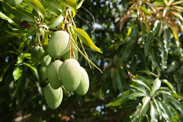 Close Organic Green Mango Tree Branch Orchard — Stock Photo, Image