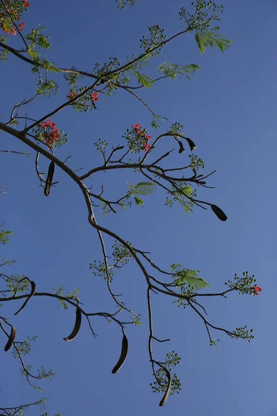 Fire tree, or Delanix royal (Latin Delonix regia). tree branches with red flower against blue sky. Pattern, background, poster, banner. Vertical photo.
