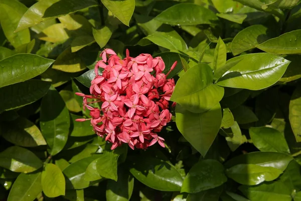 Red Pink Flower Green Leaves Background Pattern — Stock Photo, Image