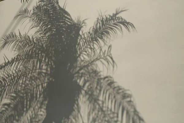 Grijze Tinten Palmbladeren Aan Muur Patroon Achtergrond Palmboom Silhouet Illustratie Stockfoto