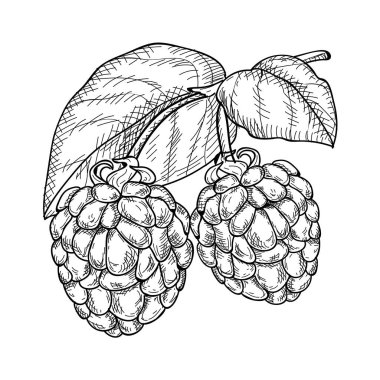 Bir demet ahududulu bir filiz..