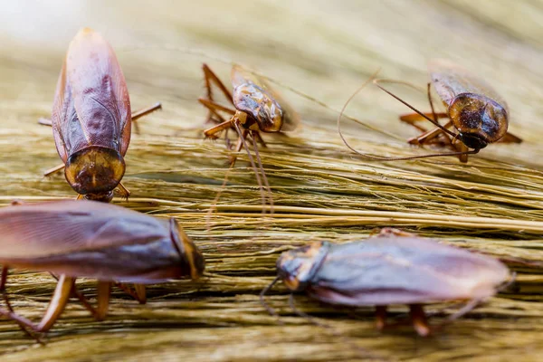 Enfoque selectivo a las cucarachas en escoba marrón . — Foto de Stock