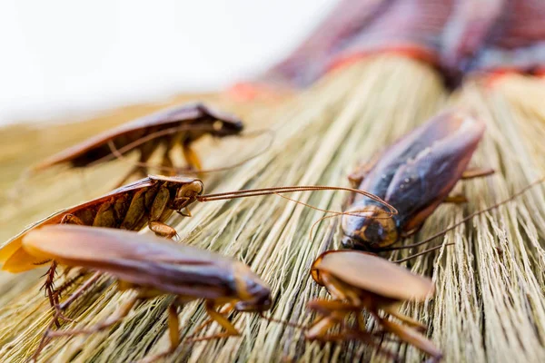 Selective focus to cockroachs on brown broom. — Stock Photo, Image