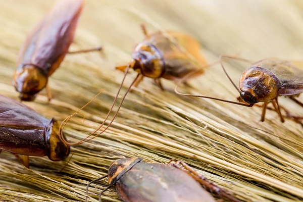 Selektywne skupienie się na karaluchach na brązowej miotle. — Zdjęcie stockowe