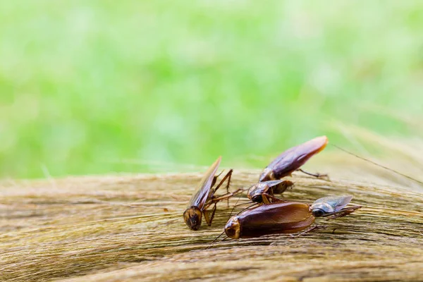 Enfoque selectivo a cucaracha en escoba marrón con jardín verde ba — Foto de Stock