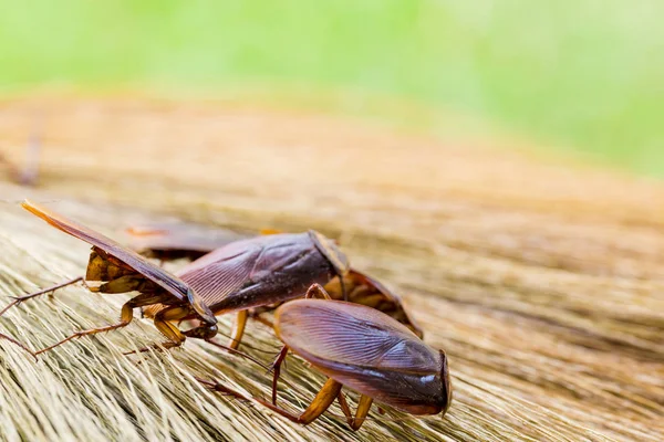 Enfoque selectivo a cucaracha en escoba marrón con jardín verde ba — Foto de Stock