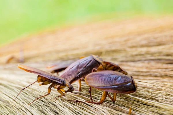 Enfoque selectivo a cucaracha en escoba marrón con jardín verde ba — Foto de Stock