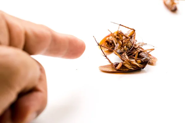 Рука указывает пальцем на тараканов. . — стоковое фото