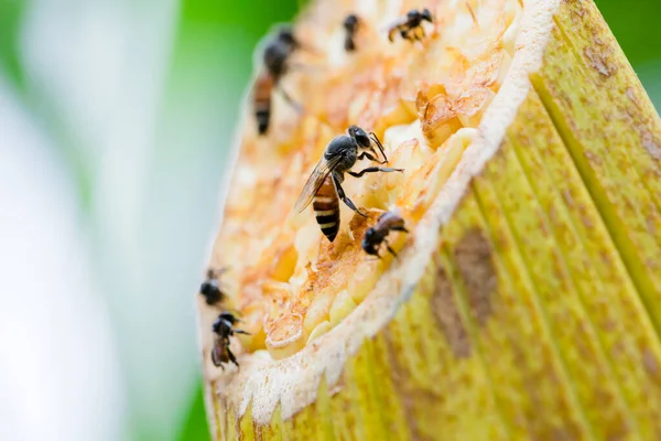 黄色のココナッツ花粉で蜂を閉じます ミツバチはココナッツの花に花粉を集めます タイの明るい夏の日にヤシの木に小さな花を受粉させる小さな蜂のクローズアップ — ストック写真