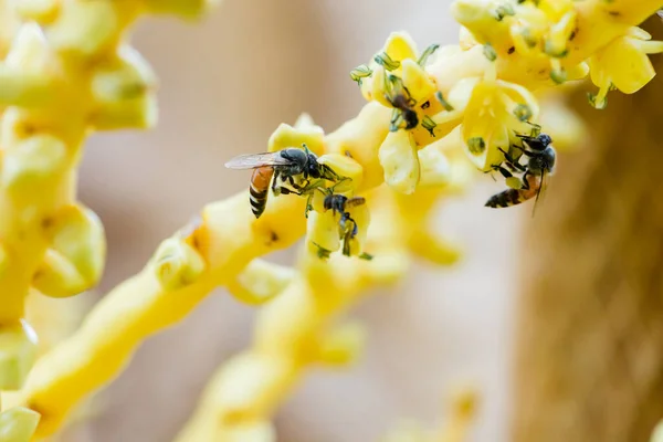 黄色のココナッツ花粉で蜂を閉じます ミツバチはココナッツの花に花粉を集めます タイの明るい夏の日にヤシの木に小さな花を受粉させる小さな蜂のクローズアップ — ストック写真