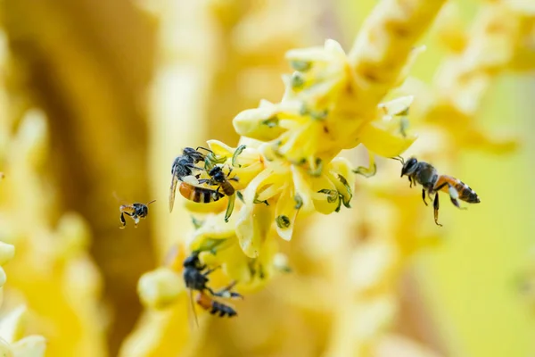 黄色のココナッツ花粉で蜂を閉じます ミツバチはココナッツの花に花粉を集めます タイの明るい夏の日にヤシの木に小さな花を受粉させる小さな蜂のクローズアップ — ストック写真