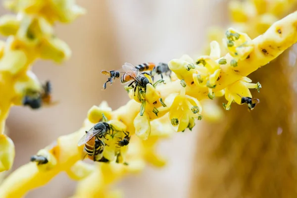 黄色のココナッツ花粉で蜂を閉じます ミツバチはココナッツの花に花粉を集めます タイの明るい夏の日にヤシの木に小さな花を受粉させる小さな蜂のクローズアップ — ストック写真