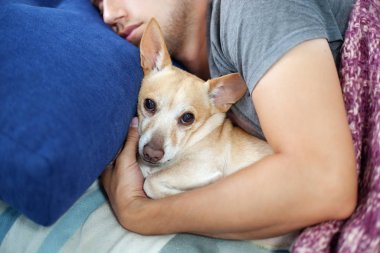 Genç bir adam bir köpekle yatıyor. İnsan ve köpek kanepede birlikte yatıyor. Hayvan alerjisi konsepti. Evde evcil hayvanla birlikte. Evcil hayvanlı bir adam birbirine sarılıyor. köpek ve sahibi örtüler altında