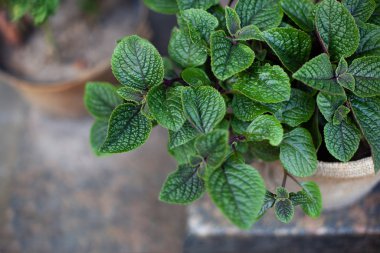 Ev bitkisinin yeşil yapraklarını dikin. Taze yeşil fesleğen yaprakları. Nane yeşili bitki. Doğa geçmişi. Modern ev bitkileri, en az yaratıcı ev dekorasyonu konsepti, fotokopi alanı olan düz bir yer. 