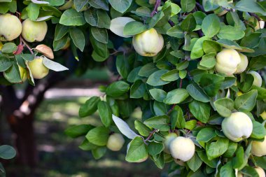 Olgun sarı ayva meyvesi, sonbahar eko bahçesinde yeşil yapraklı ayva ağacında yetişir. Ağaçtaki büyük ayva meyveleri hasat etmeye hazır. Elma bahçesindeki bir ağaç dalında asılı organik elmalar.