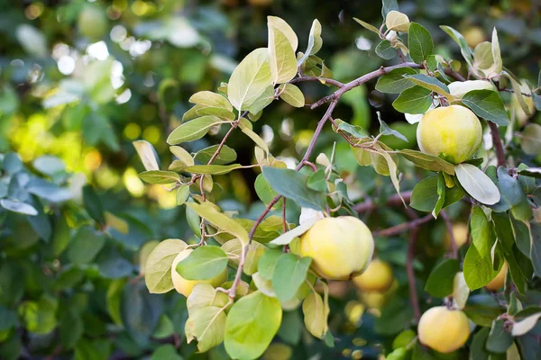 Harvest Concept Quince Cydonia Oblonga Ripe Fruit Quinces Tree Quince — Stock Photo, Image