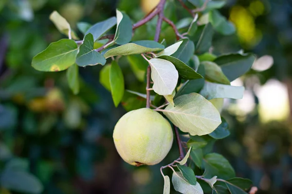 Quince Branch Organic Apples Natural Quince Tree Autumn Quince Rustic — Stock Photo, Image