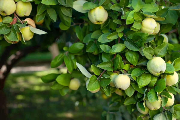 Hasat konsepti. Quince Cydonia oblonga. Ağaçta olgun meyveli ayva. Quince yakın plan. Sonbahar için ağaçta doğal ayva elması. Vitaminler, vejetaryenlik, meyveler. Çiftlikte organik meyveler yetiştiriyor.