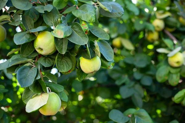 Closeup Apple Quince Fruits Lush Green Foliage Tree Branches Autumnal — Stock Photo, Image