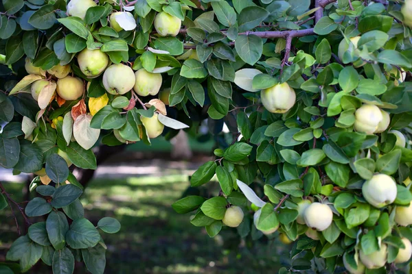 Ripe quince fruit grows on a quince tree with green foliage in the autumn garden, closeup. Harvest concept. Vitamins, vegetarianism, fruits. Organic apples hanging on a tree branch in an apple orchard