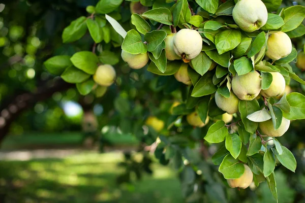 Quince grows on tree in an organic garden. Harvest concept. Vitamins, vegetarianism, fruits. Quinces. Copy space. Ripe quince fruits grow on a quince tree with green foliage in late autumn. Apple tree