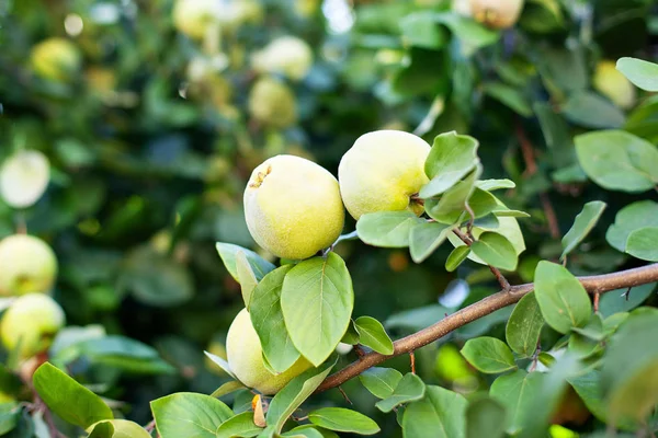 Harvest Concept Quince Cydonia Oblonga Ripe Fruit Quinces Tree Quince — Stock Photo, Image