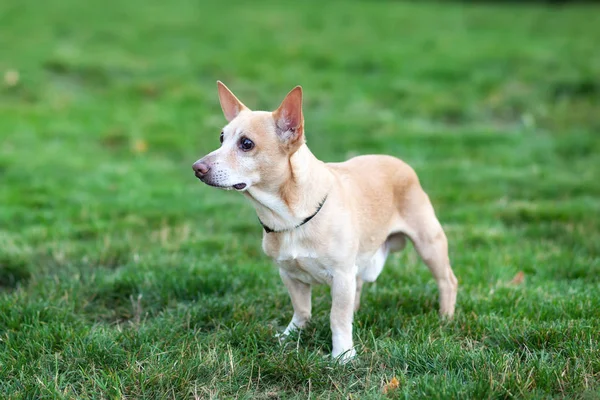 Chihuahua Pes Chodí Trávě Podzim Pes Přírodě Parku Chihuahua Chodí — Stock fotografie