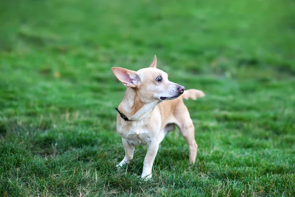 Chihuahua Stojí Trávě Dívá Zahrady Šťastný Pes Procházku Parku Podzim — Stock fotografie