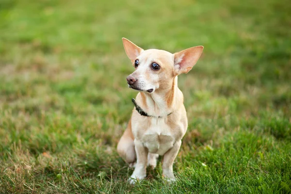 Chihuahua Pes Sedí Trávě Podzimním Dni Pejsek Přírodě Parku Chihuahua — Stock fotografie