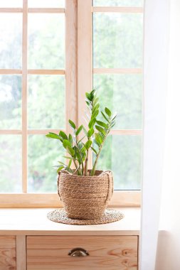 Evde bahçe işleri kavramı. Pencere kenarındaki saksıda Zamioculcas. Pencere kenarındaki ev bitkileri. Evdeki pencere eşiğindeki saksıda sera bitkileri. Hygge. Boho. Taşralı. İskandinav. Metin için boşluk