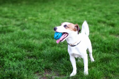 Safkan Jack Russell Terrier köpeği çimlerin üzerinde doğa üzerinde. Parktaki mutlu köpek bir oyuncakla oynuyor. Evcil hayvanların güven ve dostluk kavramı. Aktif köpek oyunu. Boşluğu kopyala. 