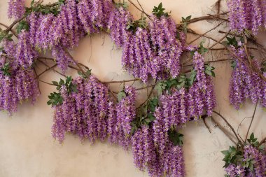 Evin arka planında çiçek açan Wisteria bitkileri. Çin Wisteria çiçekleriyle doğal ev dekorasyonu. Bahar bahçesinde açan güzel mor salkımcık çiçekleri. Wisteria ağacı.