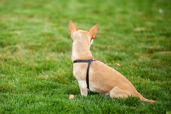 Krásný Pes Zblízka Pohled Zezadu Chihuahua Pes Procházce Podzimním Parku — Stock fotografie