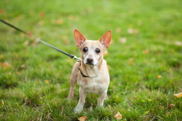 Červenovlasý Pes Chihuahua Chodí Vodítku Veřejného Parku Hladký Čivavský Pes — Stock fotografie