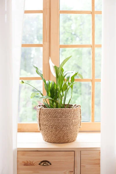 Spathiphyllum Planta Casera Pote Paja Encuentra Alféizar Ventana Plantas Caseras — Foto de Stock