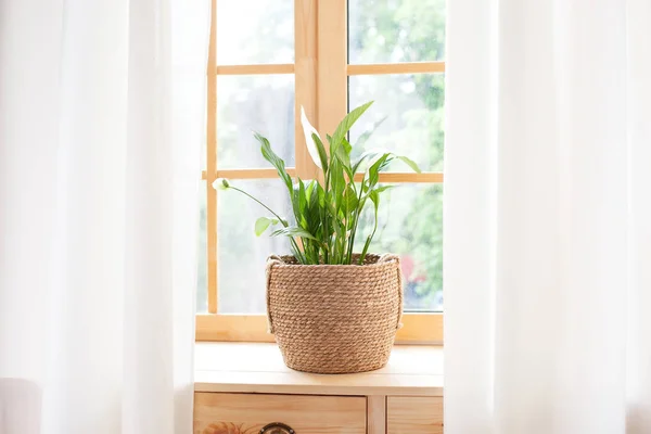 Spathiphyllum Pianta Domestica Vaso Paglia Sta Davanzale Piante Domestiche Sul — Foto Stock